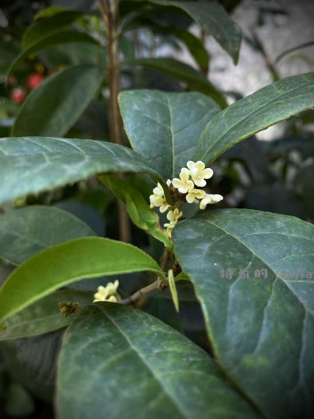 【滇红•桂花松】特属于秋天的这一抹香 用茶胚和新鲜桂花窨制而成 - 特价的