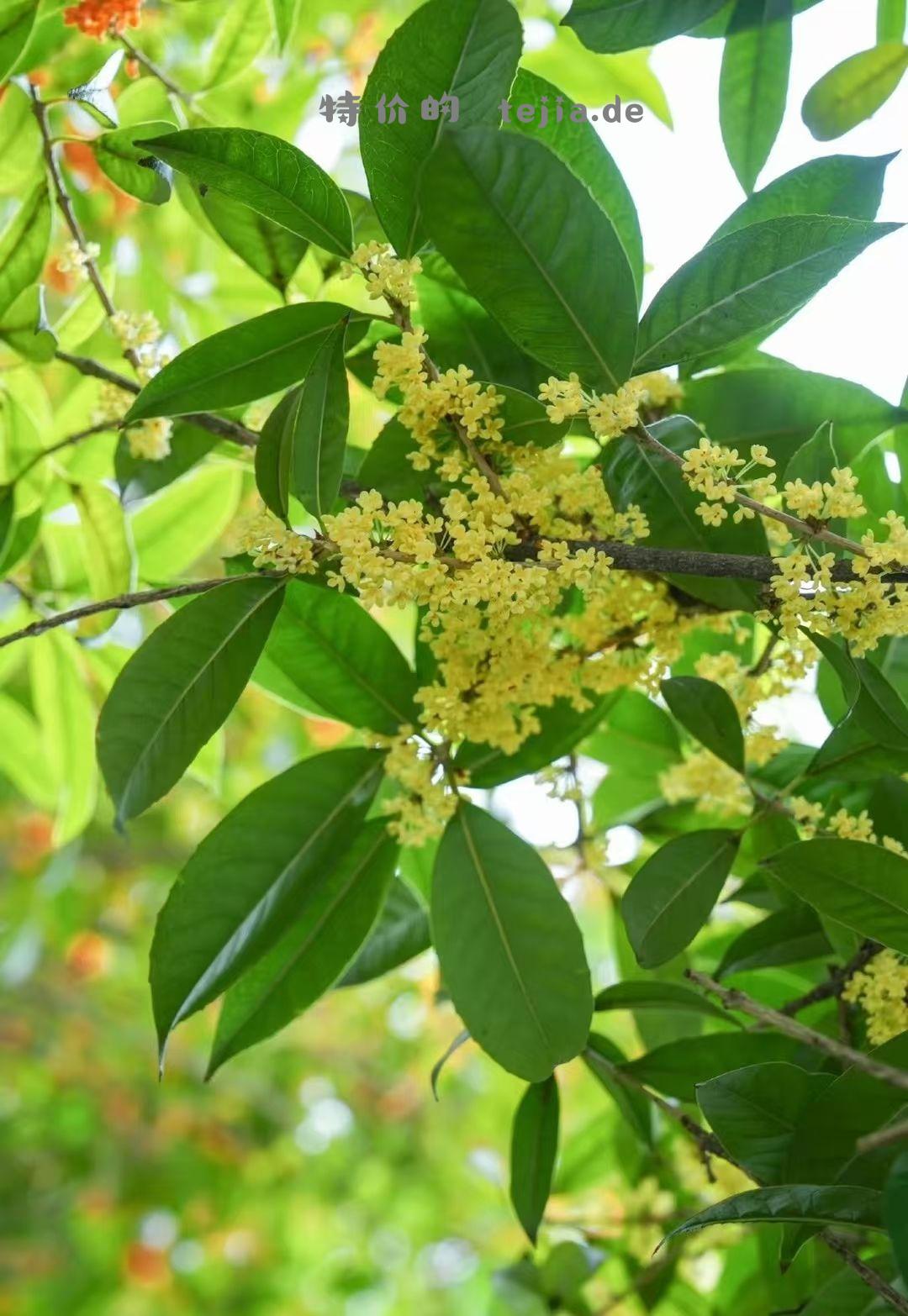 【滇红•桂花松】特属于秋天的这一抹香 用茶胚和新鲜桂花窨制而成 - 特价的