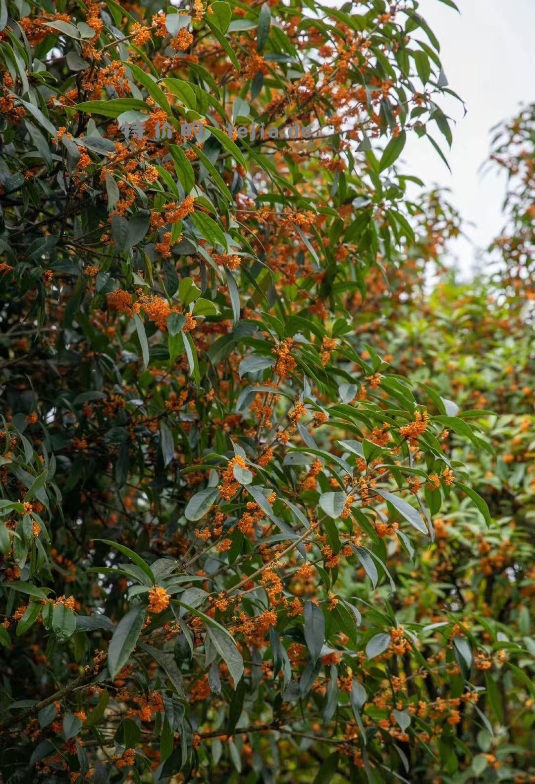 【滇红•桂花松】特属于秋天的这一抹香 用茶胚和新鲜桂花窨制而成 - 特价的